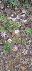 Erigeron annuus