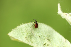 Tatianaerhynchites aequatus