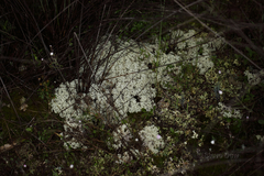 Pulchrocladia retipora