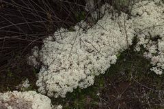 Pulchrocladia retipora