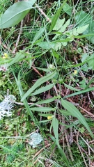 Melampyrum sylvaticum