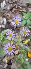 Erigeron annuus