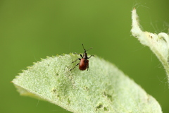 Tatianaerhynchites aequatus