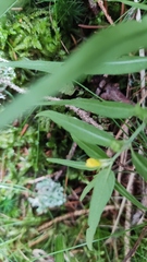 Melampyrum sylvaticum