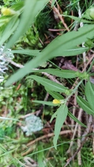 Melampyrum sylvaticum