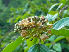 Premna corymbosa