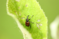 Tatianaerhynchites aequatus