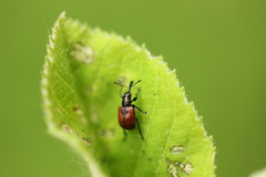 Tatianaerhynchites aequatus