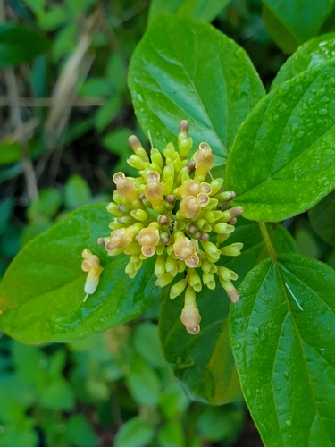Premna corymbosa observed 2022-10-16