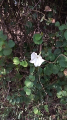 Ipomoea violacea