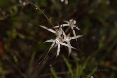 Caladenia dimidia