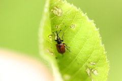 Tatianaerhynchites aequatus