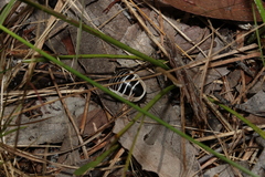 Cosmozosteria bicolor