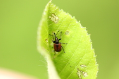 Tatianaerhynchites aequatus