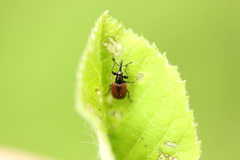 Tatianaerhynchites aequatus