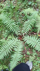 Dryopteris affinis