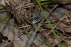 Cosmozosteria bicolor