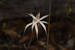 Caladenia dimidia
