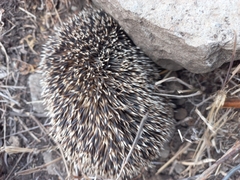 Atelerix albiventris