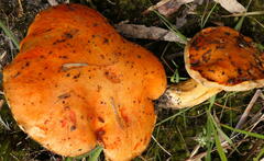 Tylopilus balloui