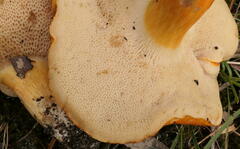 Tylopilus balloui