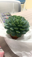 Echeveria elegans