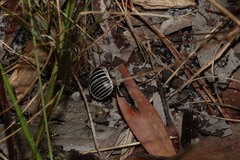 Cosmozosteria bicolor