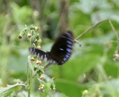 Euploea westwoodii