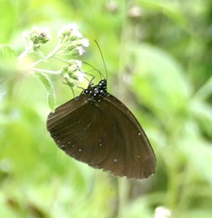 Euploea westwoodii