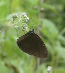 Euploea westwoodii