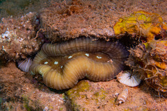 Lobophyllia