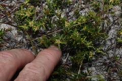 Pseudanthus orientalis