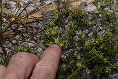 Pseudanthus orientalis