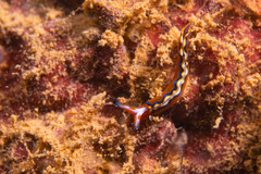 Thuridilla multimarginata