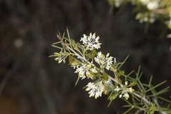 Grevillea paniculata