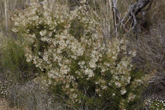 Grevillea paniculata