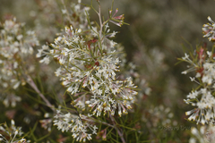 Grevillea paniculata