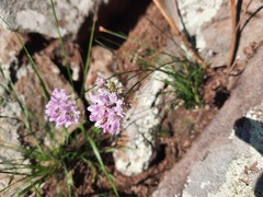 Allium bidentatum