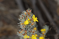 Hibbertia hemignosta