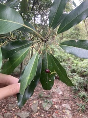 Daphniphyllum oldhami