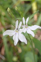Lobelia pubescens