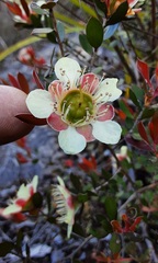 Leptospermum macrocarpum