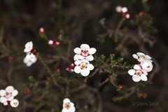 Chamelaucium ciliatum