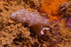 Pseudoceros goslineri