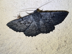 Melanodes anthracitaria