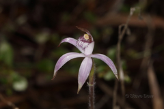 Caladenia hirta rosea