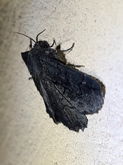 Melanodes anthracitaria