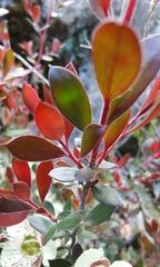 Leptospermum macrocarpum