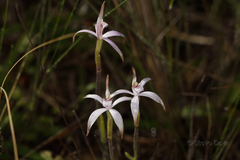 Caladenia hirta rosea