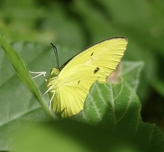 Eurema tominia